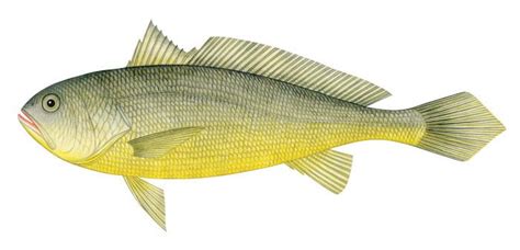 yellow croaker fish|Larimichthys crocea .